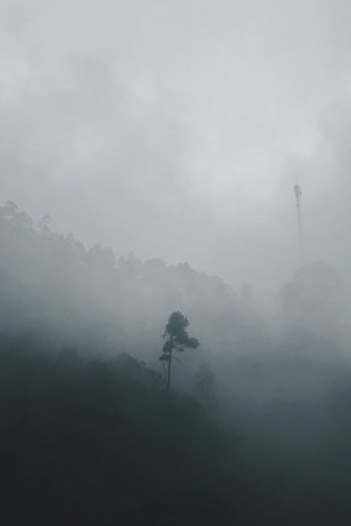Floresta Coberta Por Forte Nevoeiro
