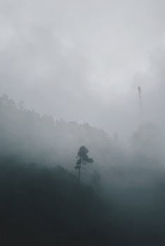 镜头忧郁，拍摄的是一片雾蒙蒙的森林、一棵孤独的树和阴沉的天空，传达出孤独的感觉