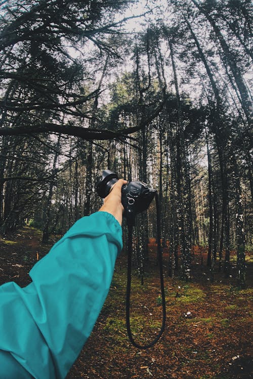 คลังภาพถ่ายฟรี ของ กล้อง, ต้นไม้, ป่า