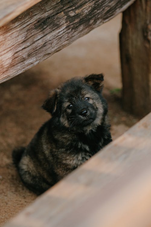 A Puppy Sitting on the Ground 