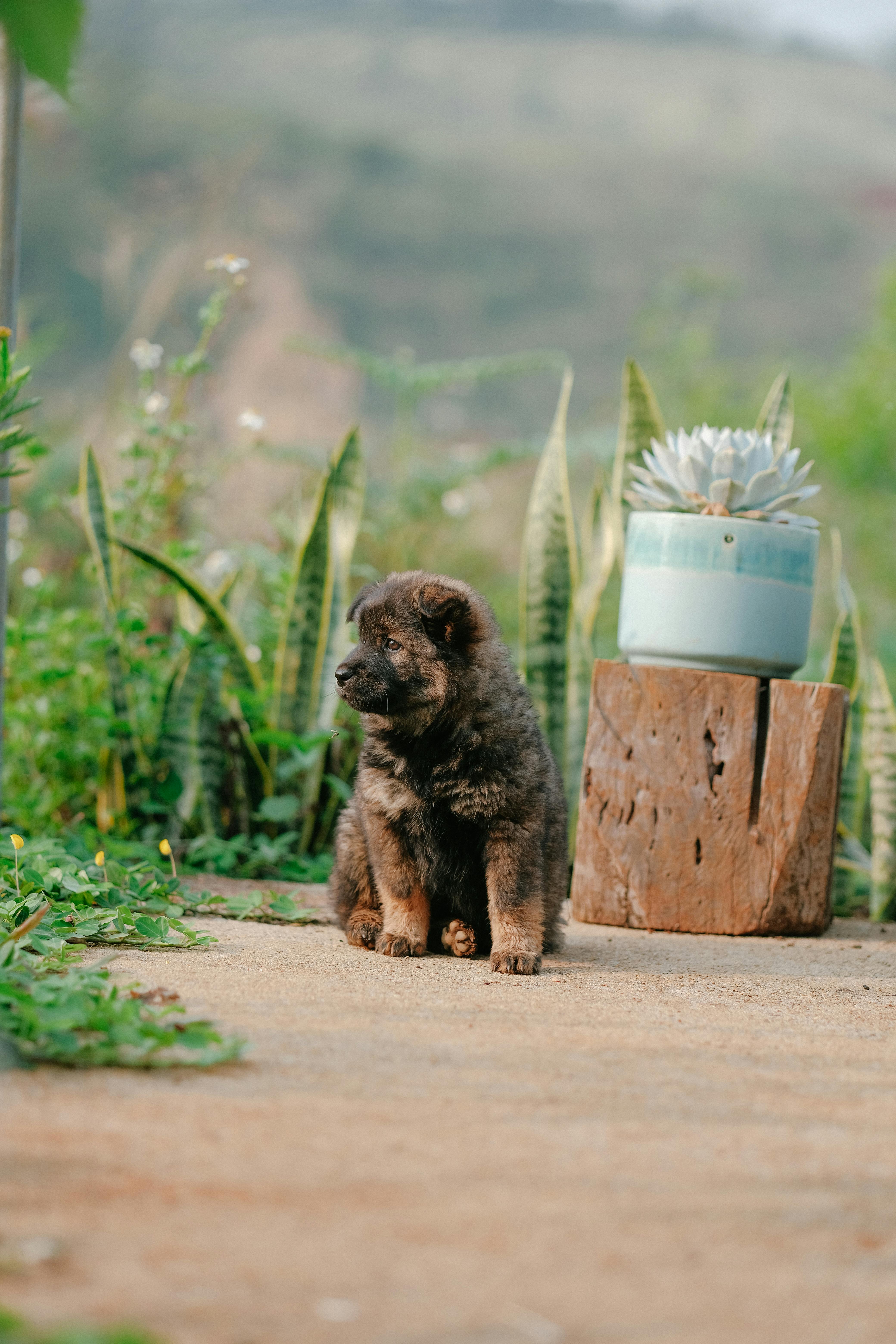 Cute puppy sitting in an outdoor garden with potted succulents and greenery.