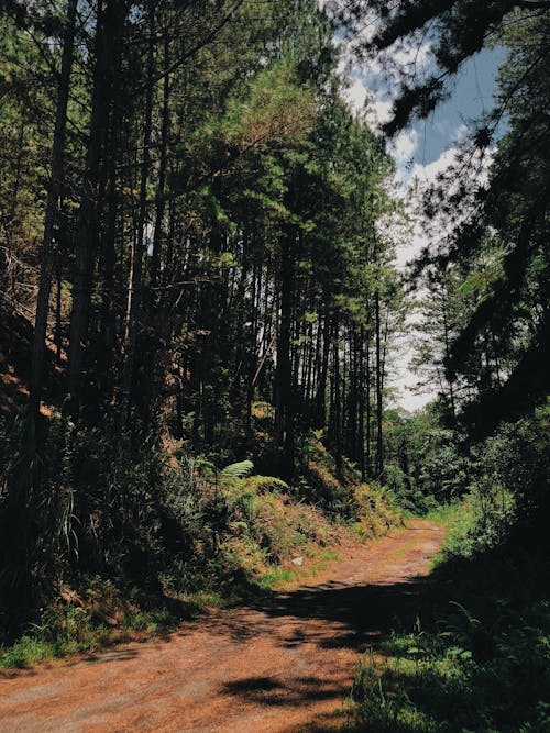 Schotterweg Mitten Im Wald