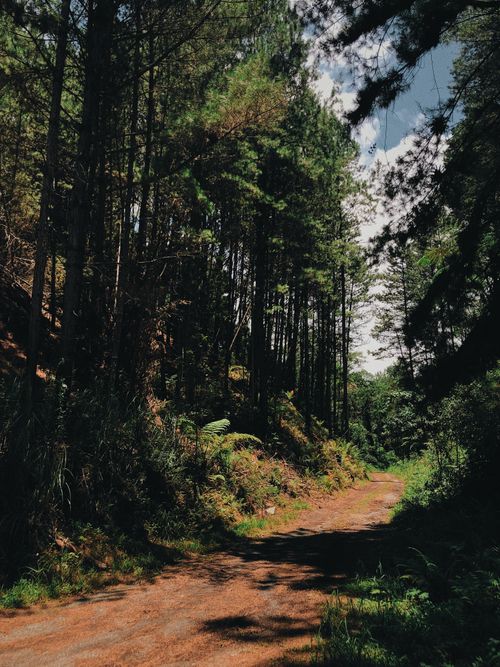 Free Tranquil dirt road in a lush pine forest during daylight, perfect for nature lovers. Stock Photo