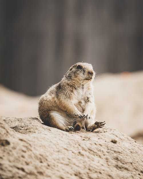 Close-up of a Prairie Dog Sitting on a Rock 