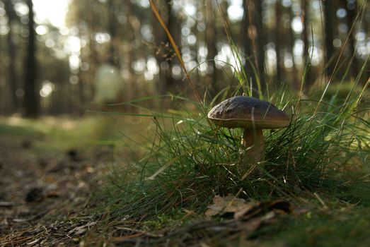 A serene forest floor featuring a lone mushroom surrounded by grass, creating a tranquil nature scene.