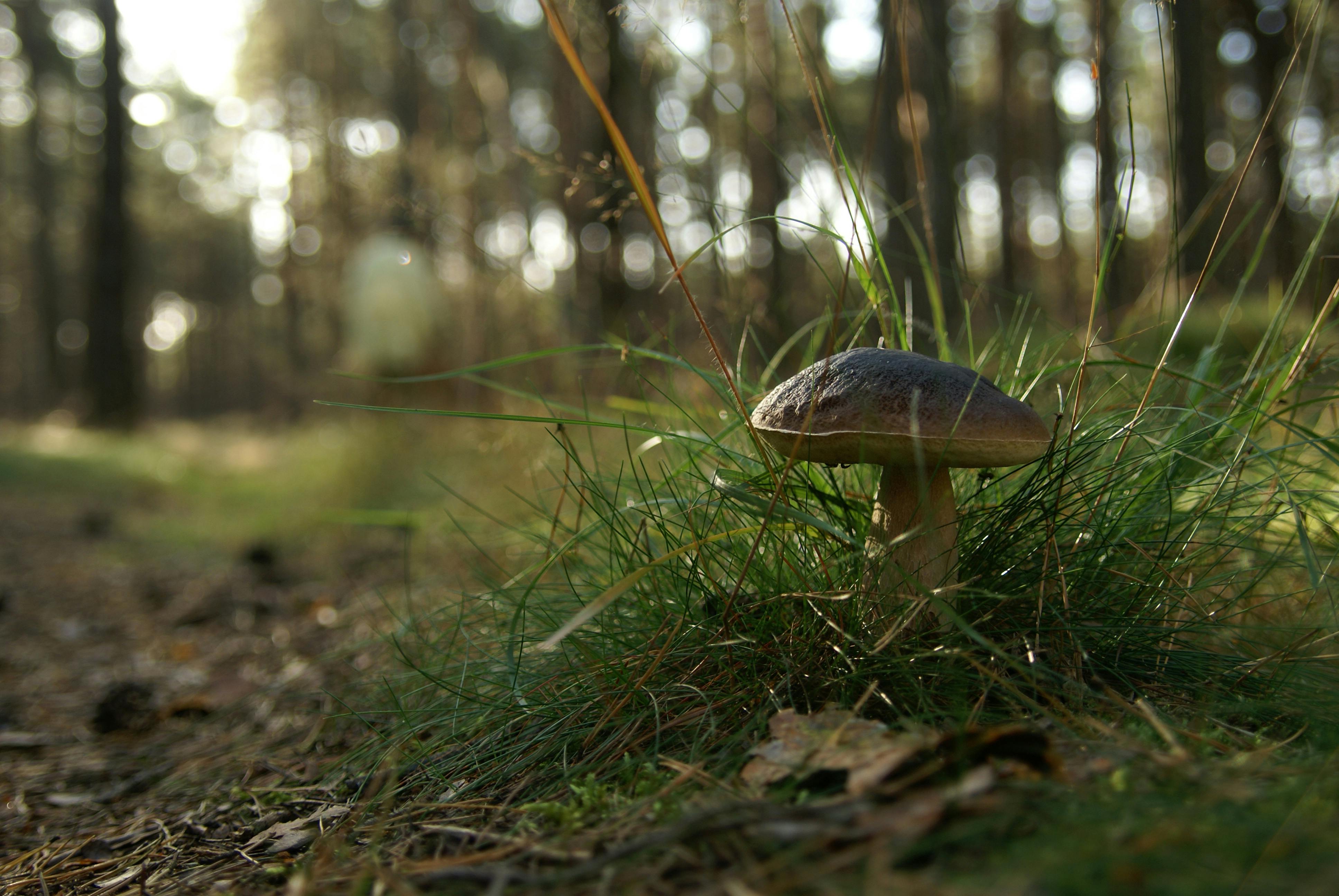 Gratis Fotos de stock gratuitas de abedules, agua, aire fresco Foto de stock