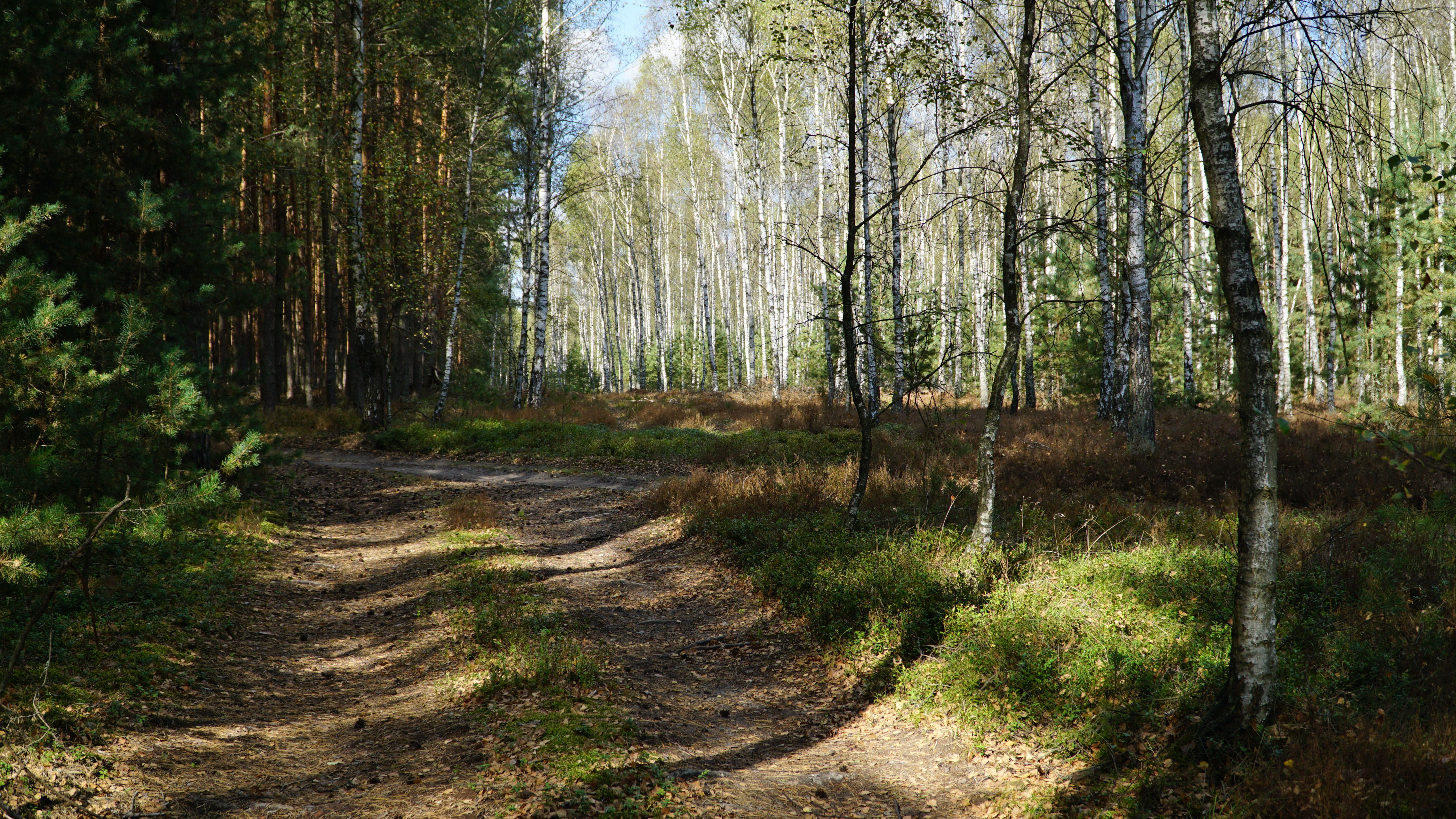 A dirt road in the woods with trees · Free Stock Photo