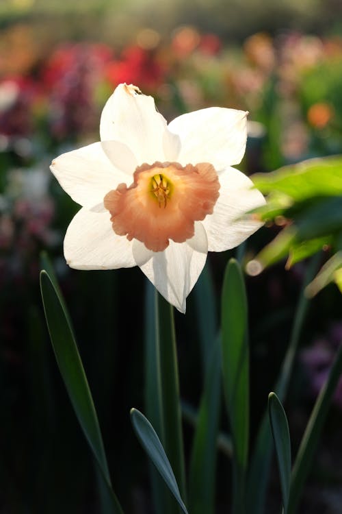 A single white daffodil in a garden