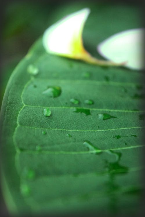 droplet on leaf