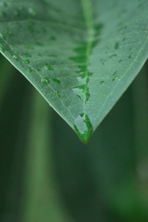 Close-up of a Water Droplet at the End of a Green Leaf 