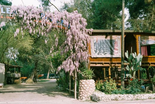 A rustic wooden hut with pink wisteria and lush greenery in a serene outdoor setting.