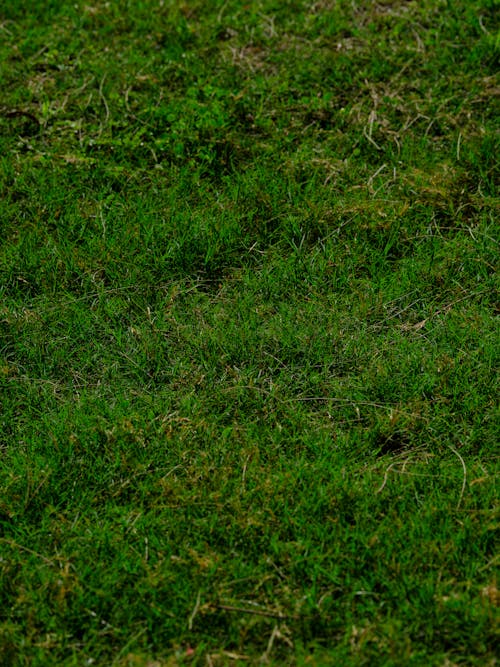 Бесплатное стоковое фото с вертикальный выстрел, зеленая трава, зеленый