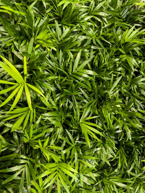 Close-up of Bright Green Leaves of Neanthe Bella Palms