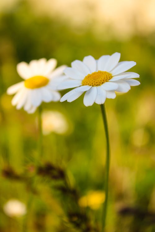 Close-up of Daisies on a Green Meadow 