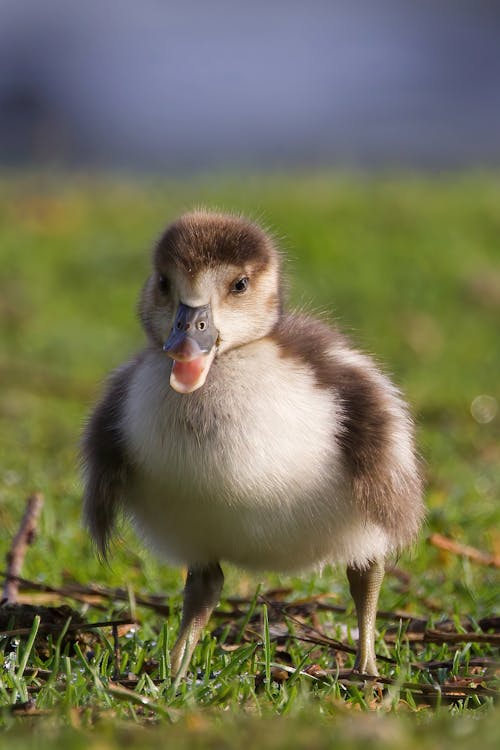 Cute Little Egyptian Gosling 