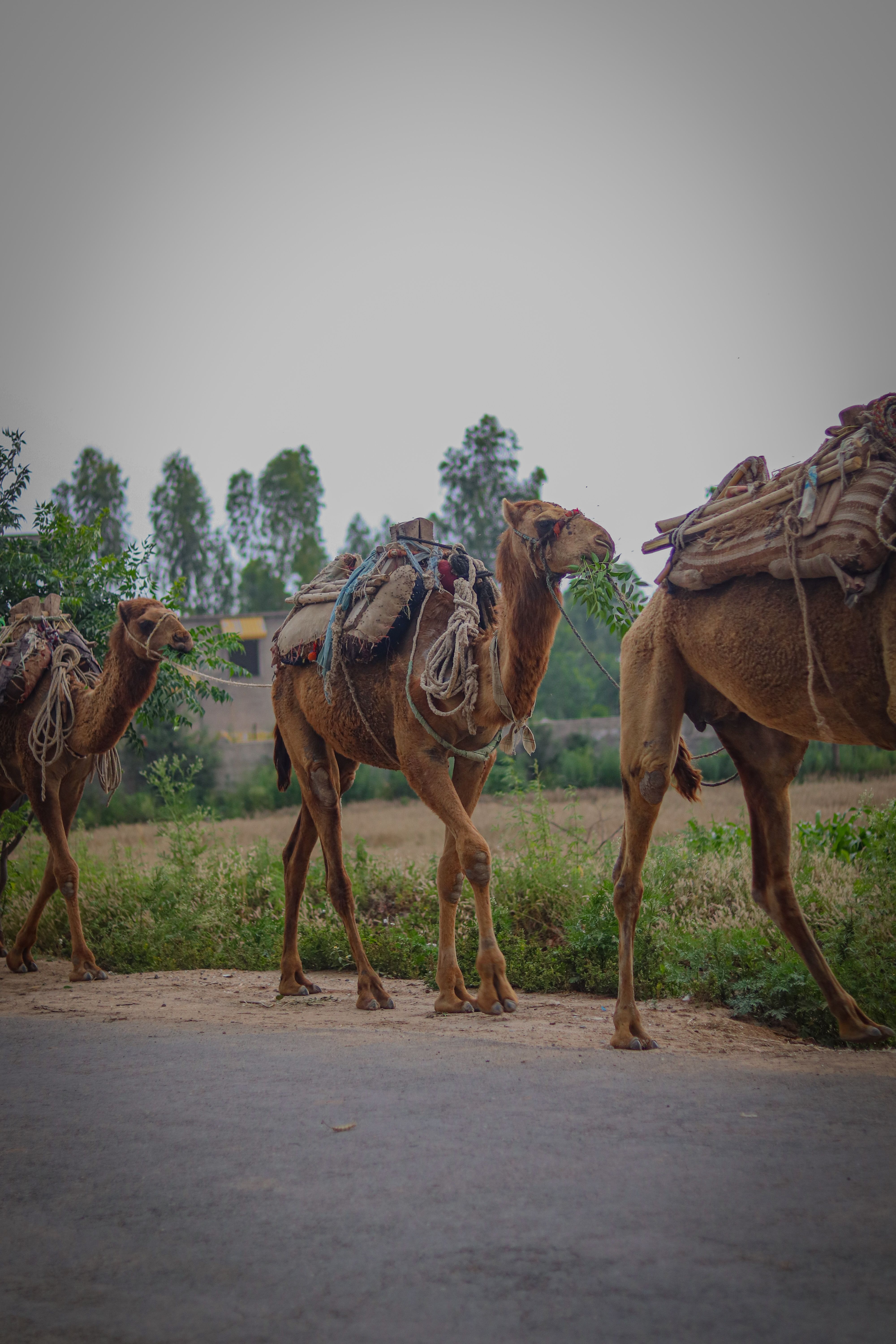 Camels with Bags on the Back · Free Stock Photo