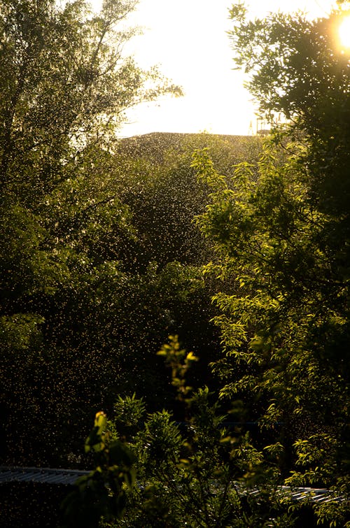 Sun Shining between Green Trees 