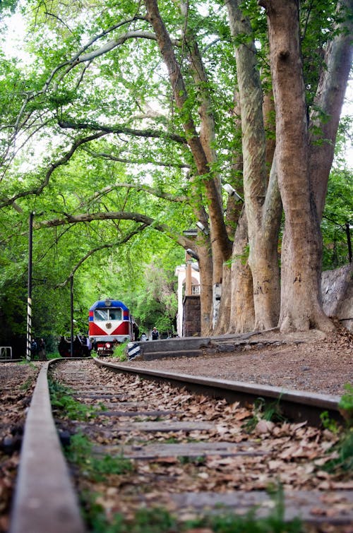 列車, 旅行, 木の無料の写真素材