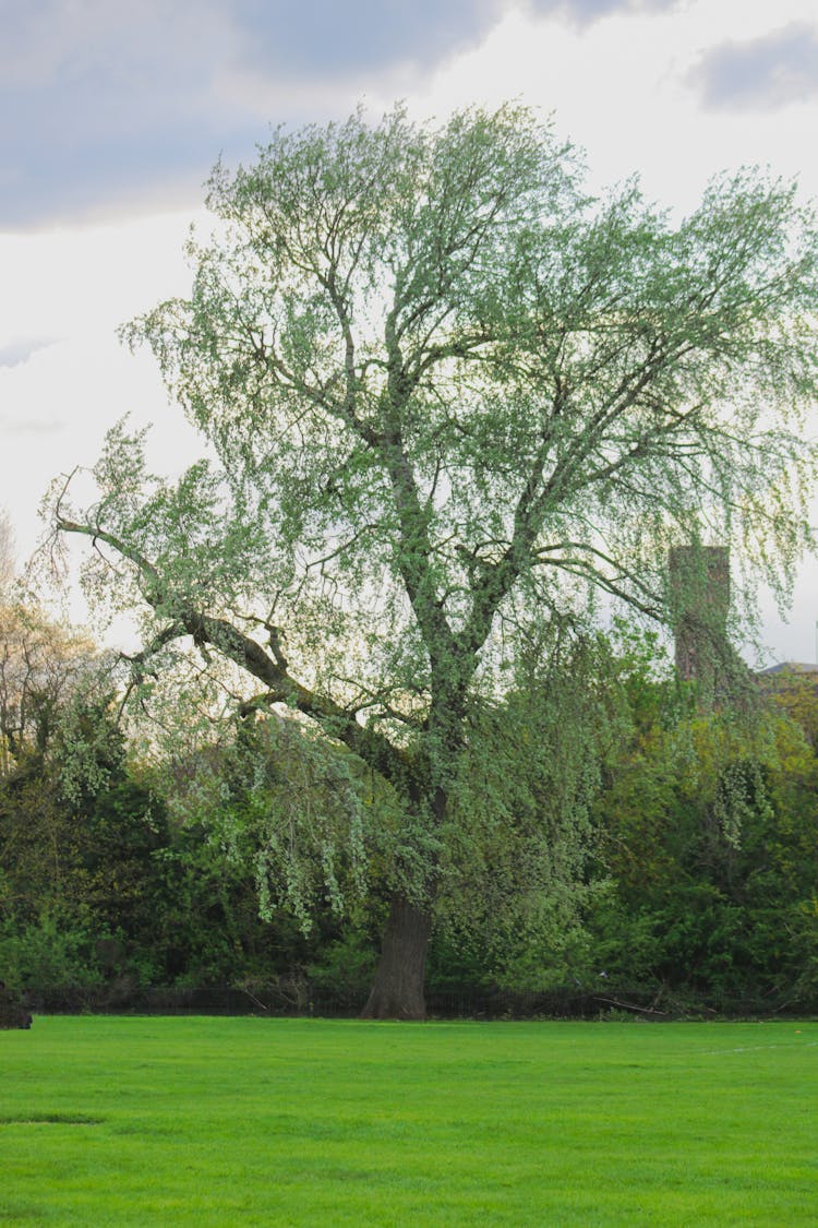 Willow In The City Park