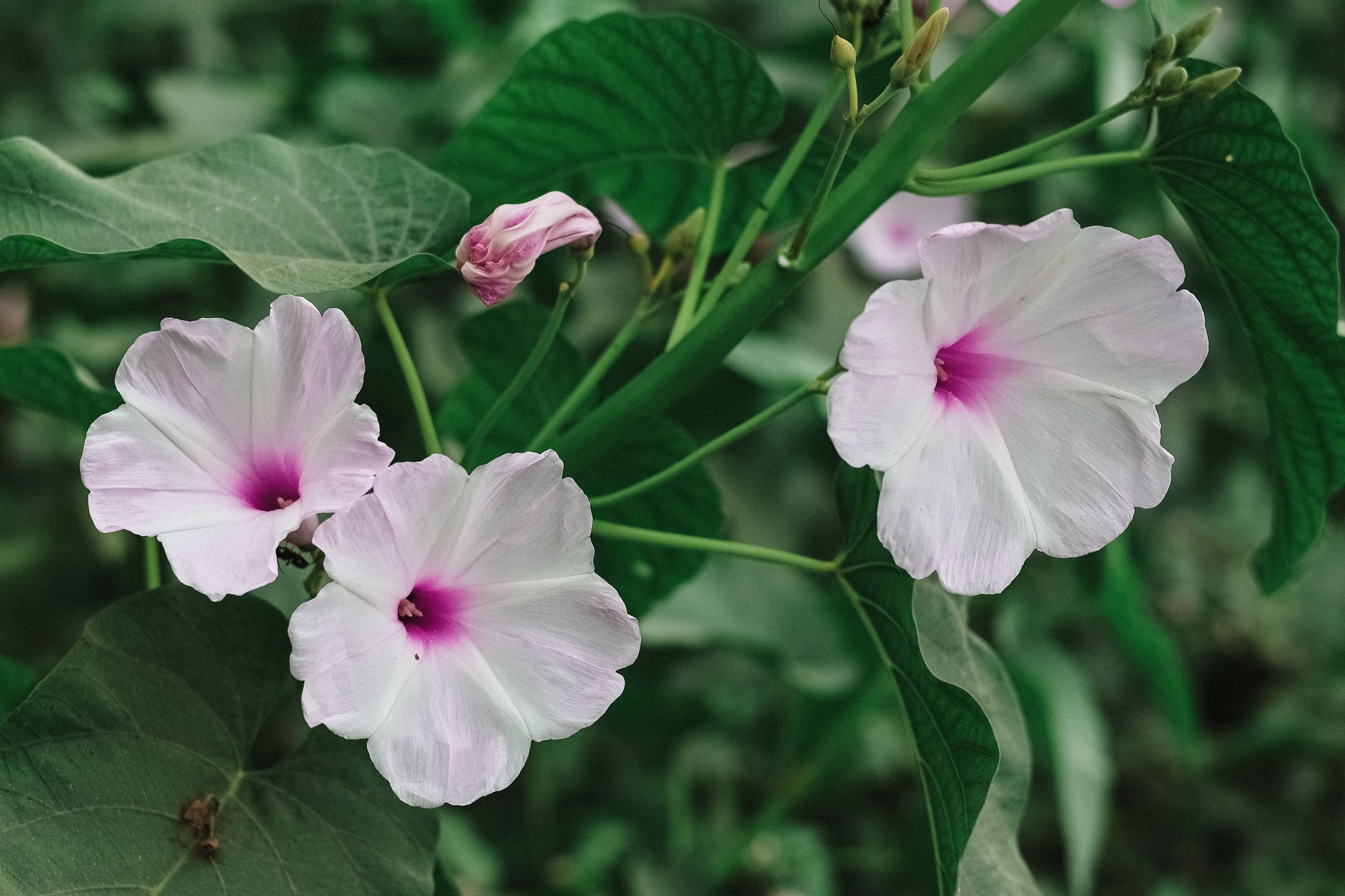 Guimauve Plante : Bienfaits et Utilisations Santé