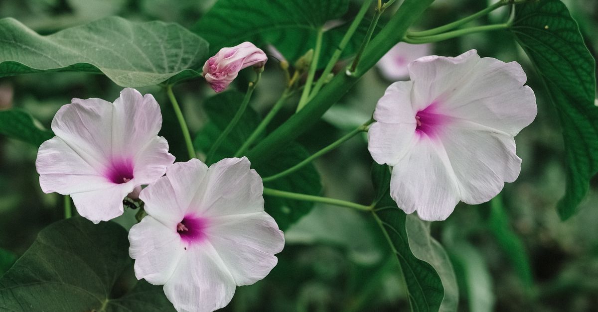 Guimauve Plante : Bienfaits et Utilisations Santé