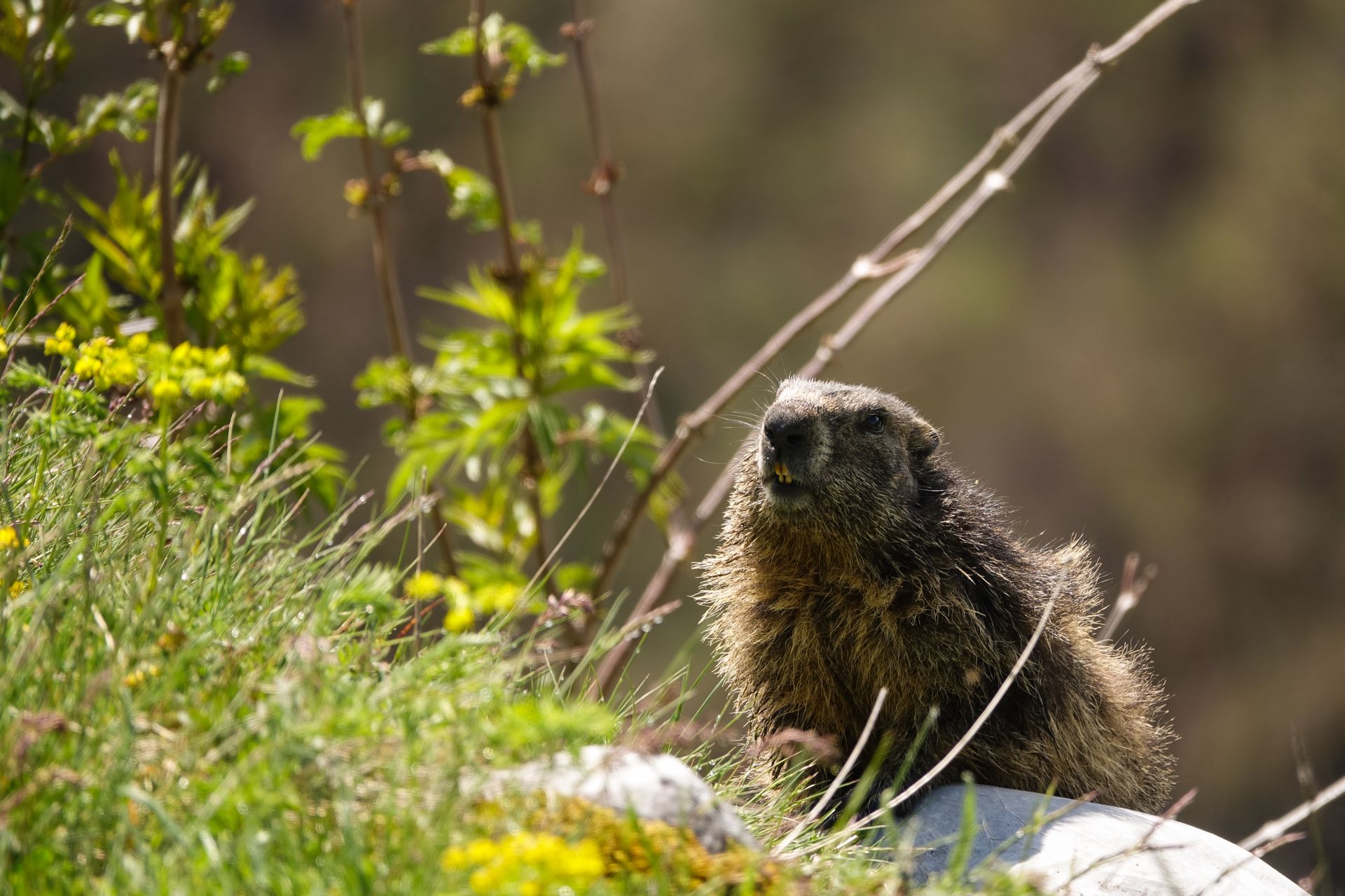Marmotte alpine dans son habitat naturel, entourée de verdure