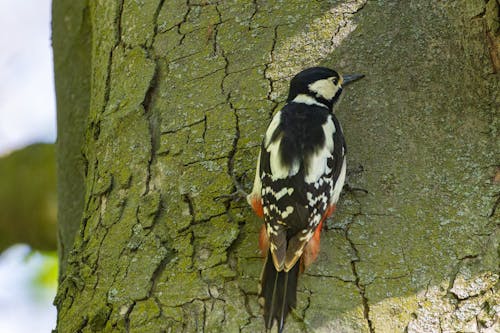 Great Spotted Woodpecker on Tree