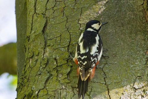 Free Close-up of a great spotted woodpecker perched on a tree trunk in natural habitat. Stock Photo