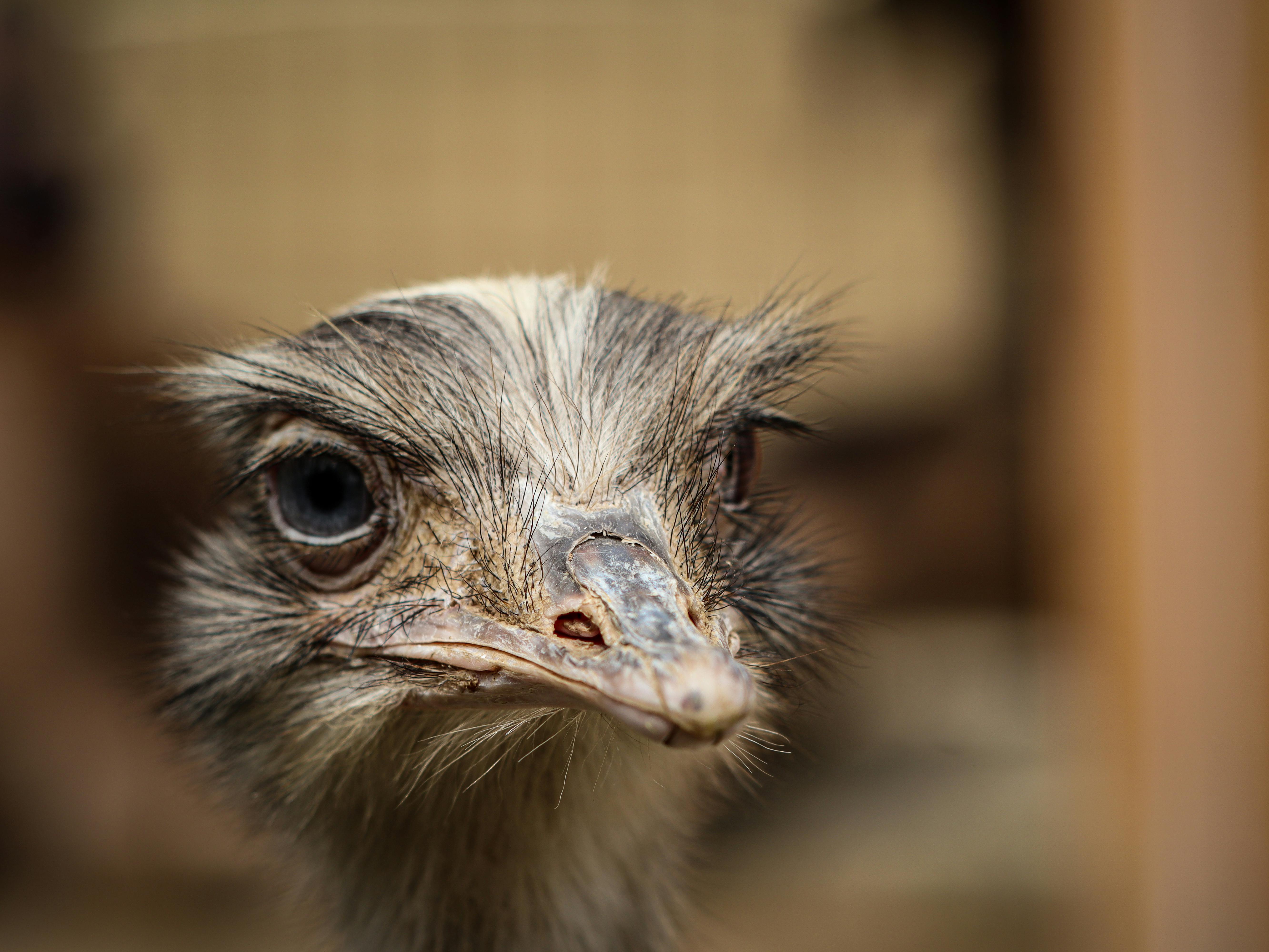 Detailed close-up image of an ostrich, showcasing its eye and beak.