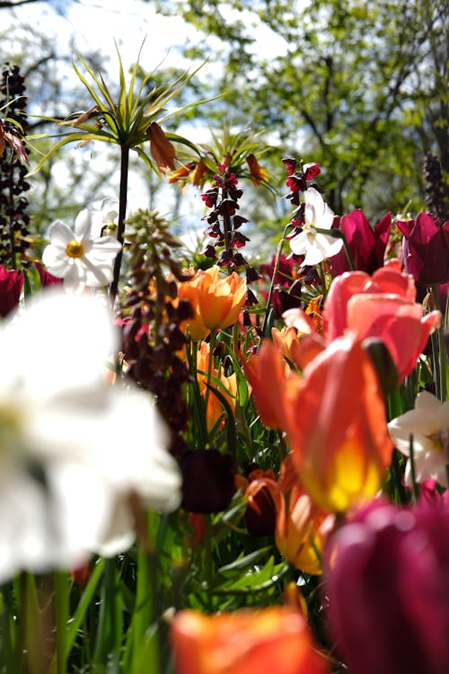 Foto d'estoc gratuïta de florint, flors, jardí