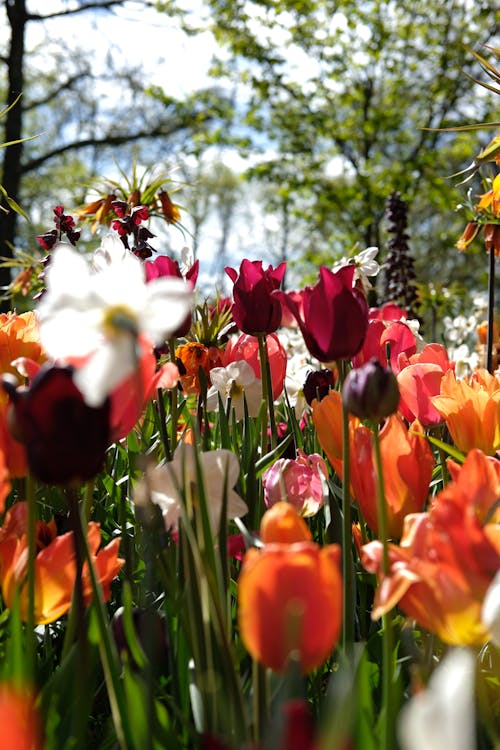 Close up of Colorful Tulips