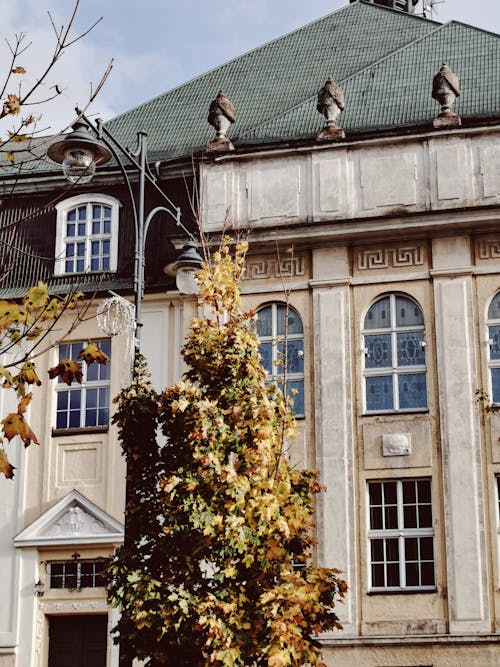 Tree near Building in Town