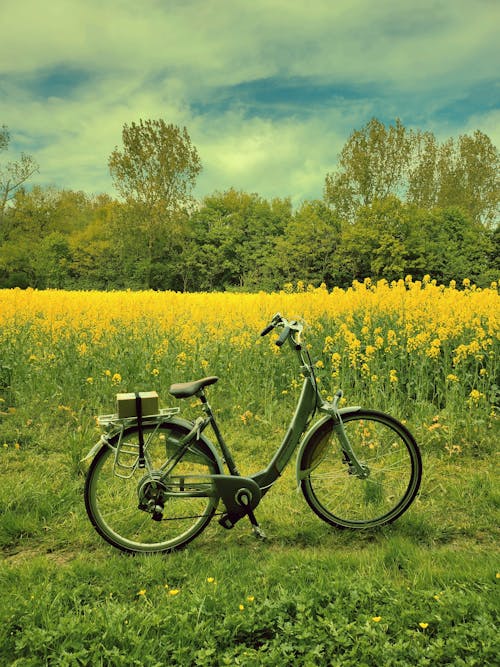 Gratis stockfoto met bomen, fiets, gele bloemen