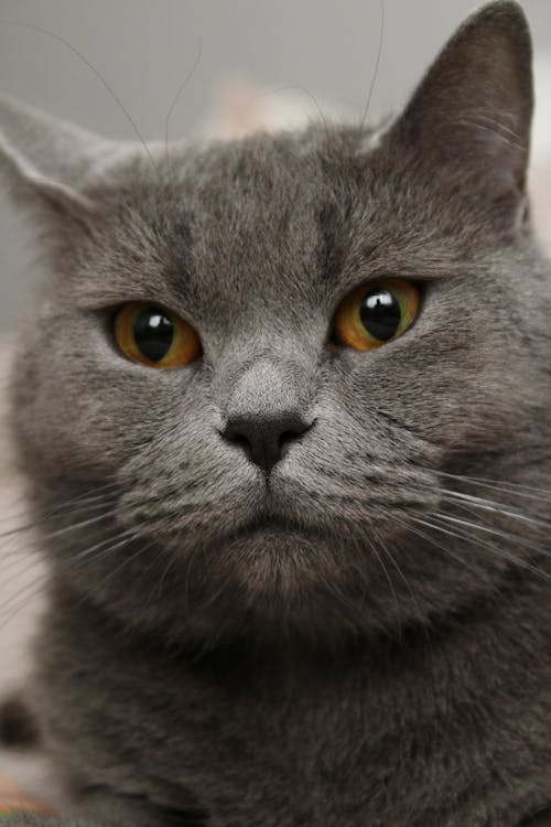 Gratis lagerfoto af british shorthair, dyrefotografering, grå pels