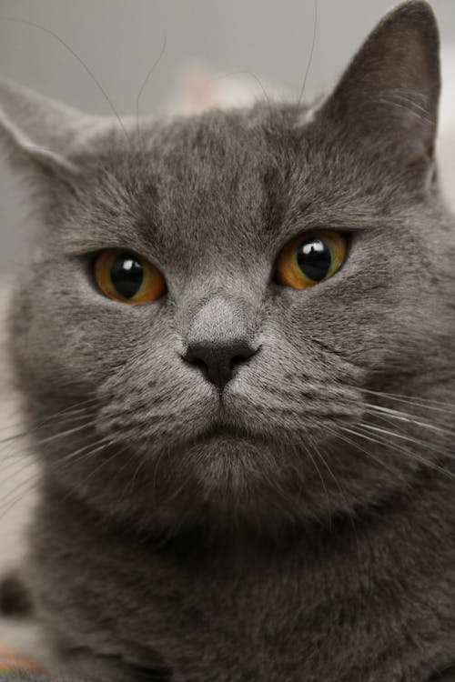 british shorthair, dikey atış, evcil içeren Ücretsiz stok fotoğraf