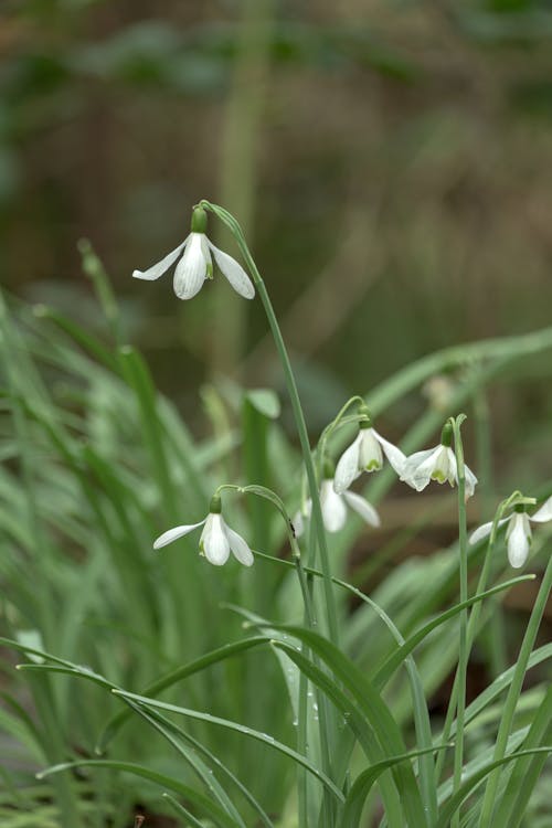 Common Snowdrop Flowers on the Meadow