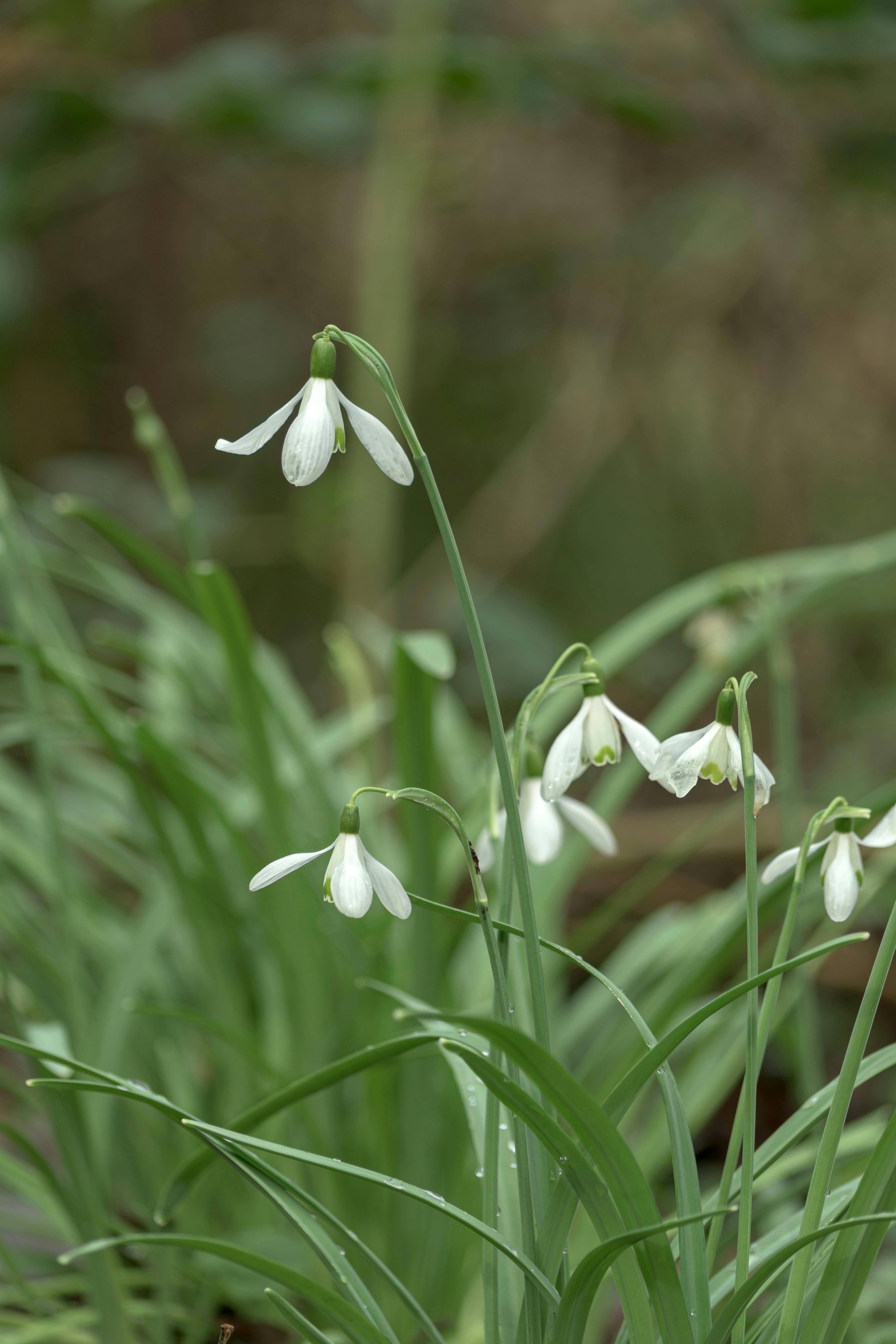 Field of Snowdrops · Free Stock Photo