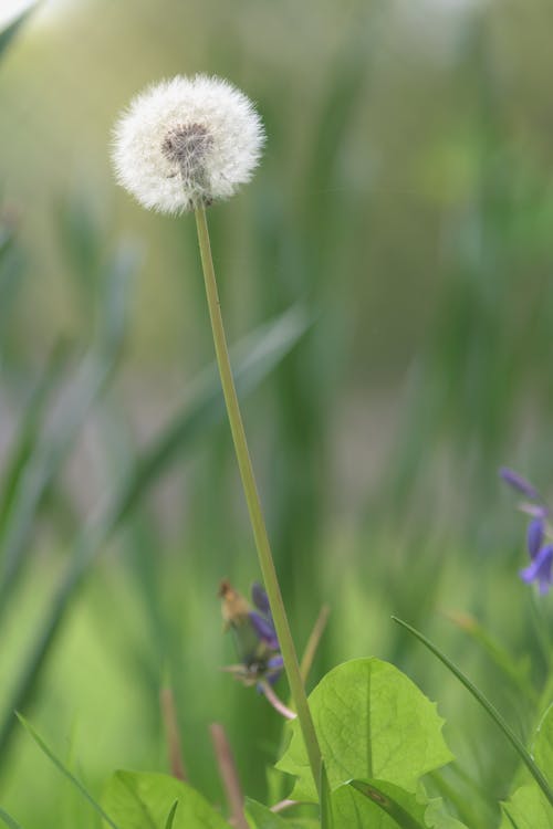 ฟรี คลังภาพถ่ายฟรี ของ seedhead, taraxacum, ดอกแดนดิไลออน คลังภาพถ่าย