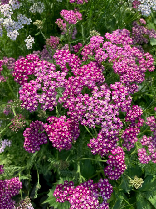 Foto profissional grátis de aumento, floração, flores cor-de-rosa