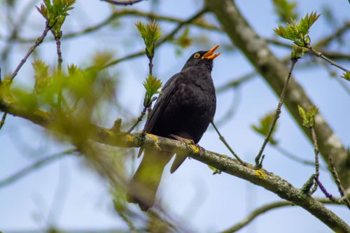 Free Close-up of a blackbird singing on a tree branch with fresh spring leaves, captured from below. Stock Photo