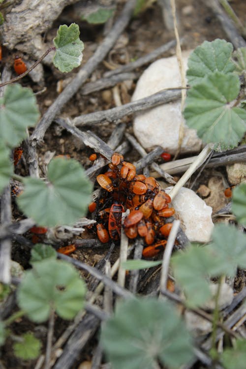 Close-Up Shot of a Millipede on a Grass ยท Free Stock Photo