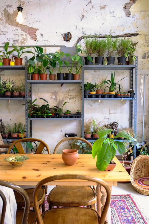 Free Charming indoor setting with diverse potted plants and rustic wooden furniture. Stock Photo