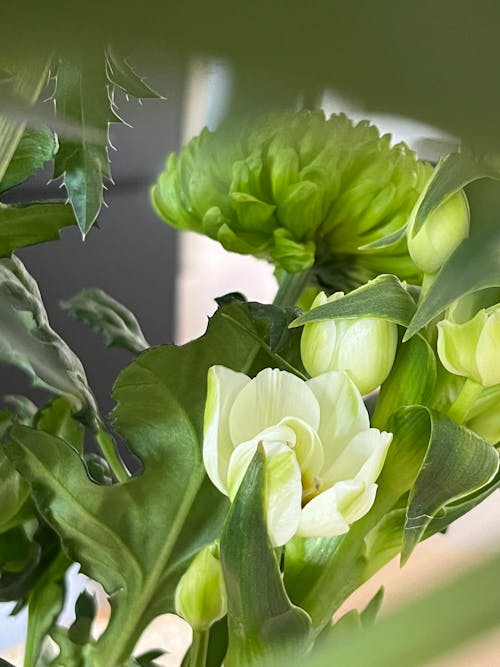 Kostnadsfri bild av gröna blommor, krysantemum, vita blommor