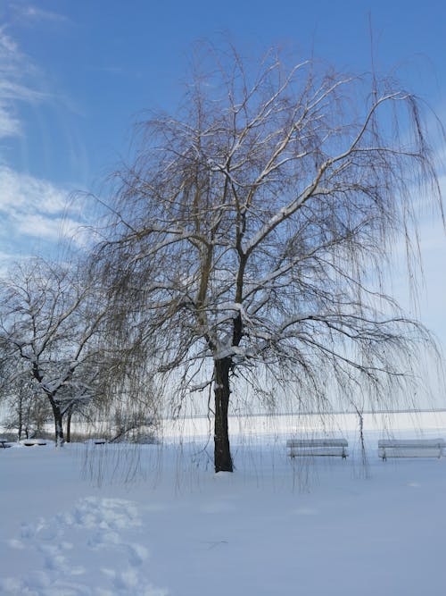 Základová fotografie zdarma na téma ať sněží, chladná atmosféra, studená teplota