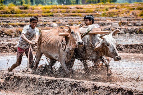 Men Pushing Oxen Plowing the Field 