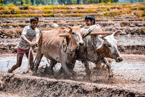 Photos gratuites de animaux de travail, bétail, bœufs