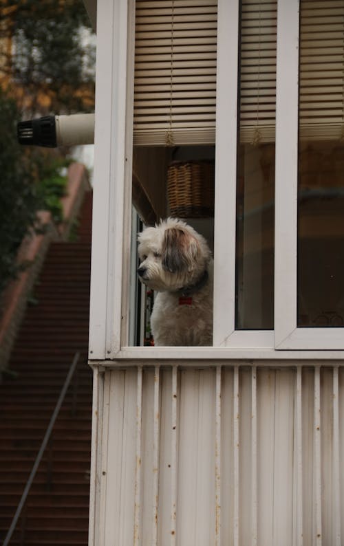 Gratis stockfoto met beest, hond, huis