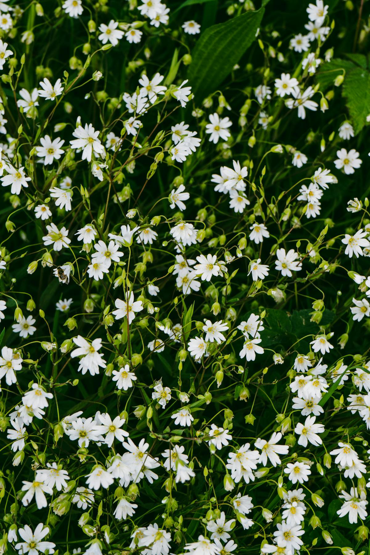 Field Mice Photos, Download The BEST Free Field Mice Stock Photos & HD