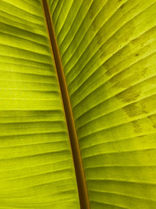 Free A vivid close-up of a banana leaf showcasing its texture and vibrant green color, perfect for nature themes. Stock Photo