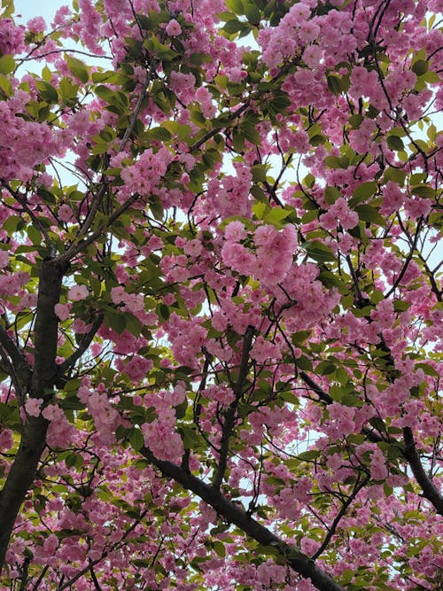 cherry blossoms 